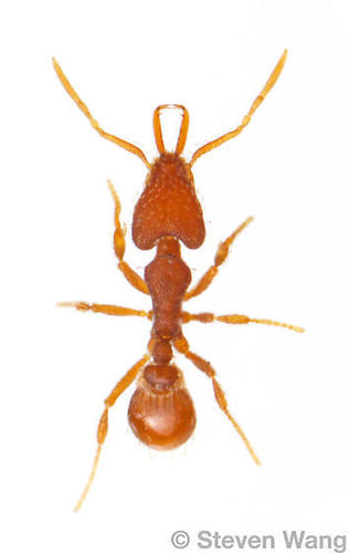 西氏瘤颚蚁Strumigenys silvestrii
