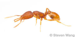 Strumigenys silvestrii