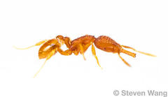 Strumigenys silvestrii