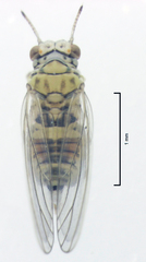 Cryptoneossa triangula