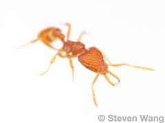 Strumigenys silvestrii