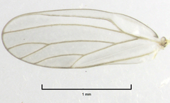 Cryptoneossa triangula