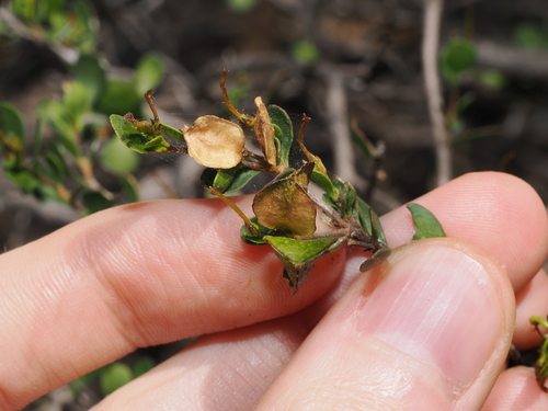 Dodonaea bursariifolia, photograph 4