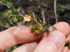 Dodonaea bursariifolia, photograph (c) Thomas Mesaglio, some rights reserved (CC BY)