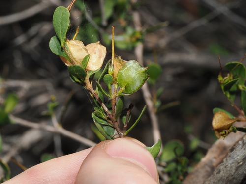 Dodonaea bursariifolia, photograph 5