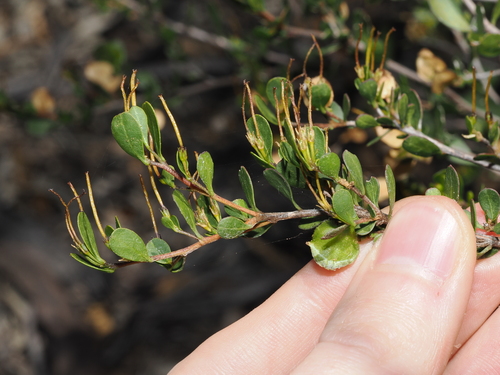Dodonaea bursariifolia, photograph 6