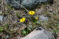 Ranunculus alberti