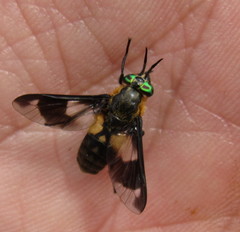 Chrysops caecutiens