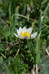 Trollius komarovii