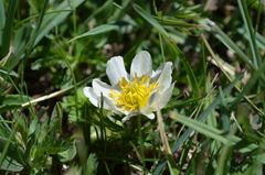 Trollius komarovii