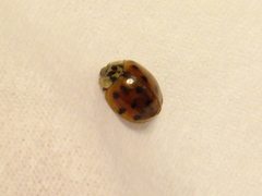 Harmonia axyridis