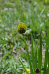 Allium atrosanguineum fedtschenkoanum