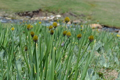 Allium atrosanguineum fedtschenkoanum
