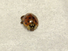 Harmonia axyridis