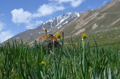 Allium atrosanguineum fedtschenkoanum