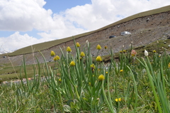 Allium atrosanguineum fedtschenkoanum