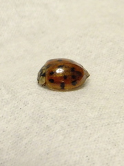 Harmonia axyridis