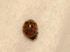 Harmonia axyridis