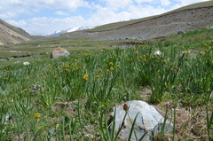 Allium atrosanguineum fedtschenkoanum