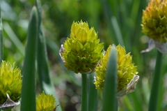 Allium atrosanguineum fedtschenkoanum
