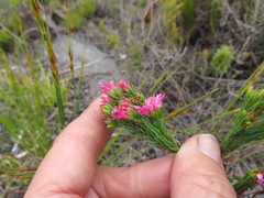 Erica bracteolaris