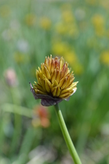 Allium atrosanguineum fedtschenkoanum