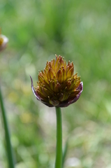 Allium atrosanguineum fedtschenkoanum