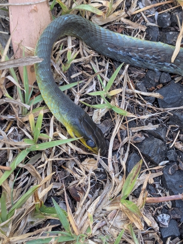Common Tree Snake sighting