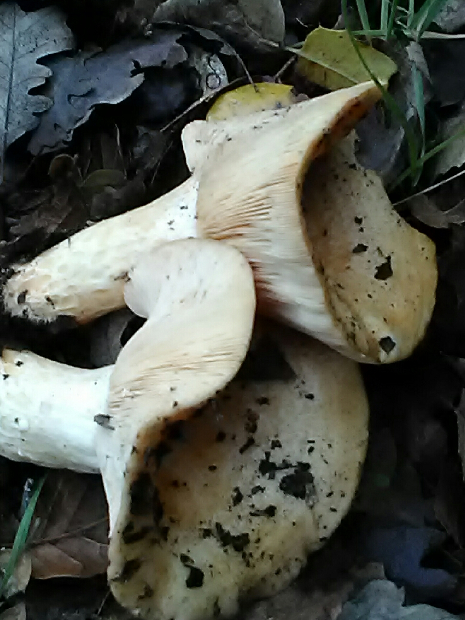 Lactarius alnicola image