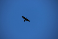 Corvus corax
