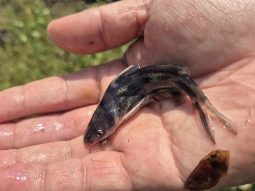 Banded catfish (Tachysurus fulvidraco) — Bagridae — 3
