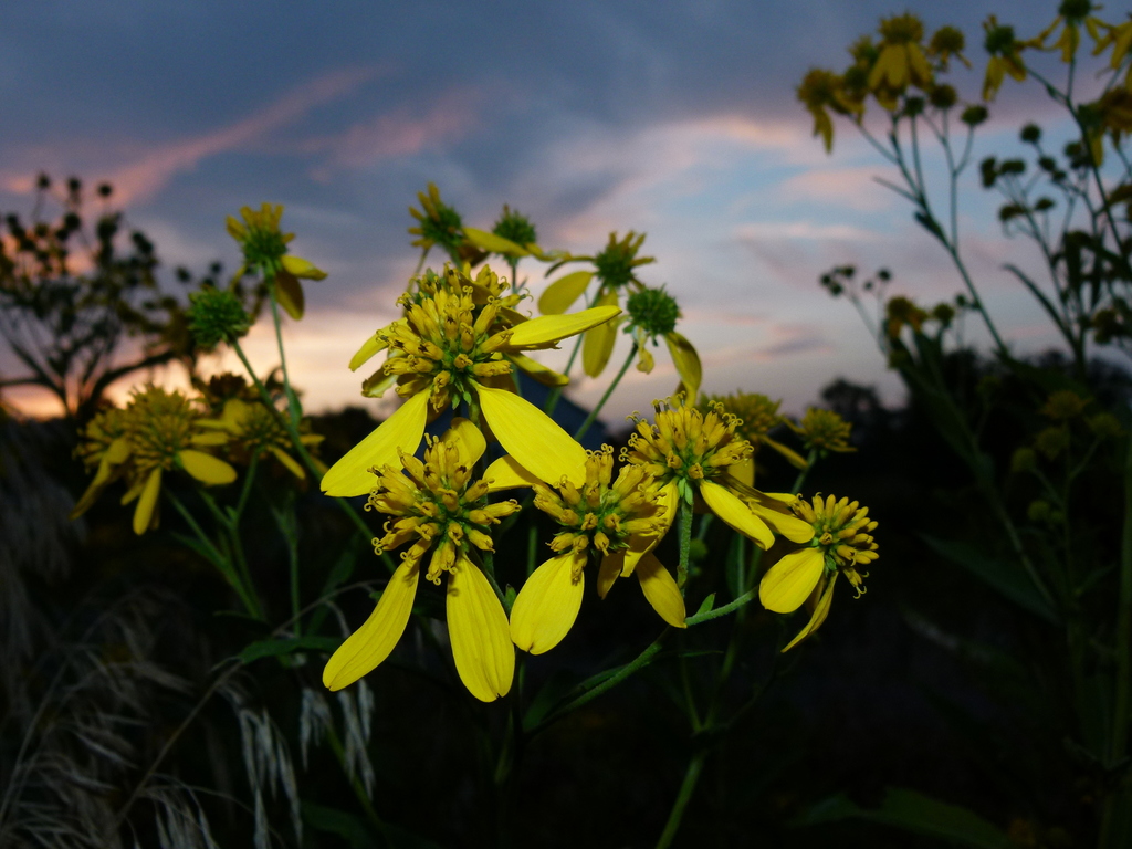Verbesina alternifolia, National Conservation Training Center, 698 Conservation Lane, Sheperdstown, West Virginia