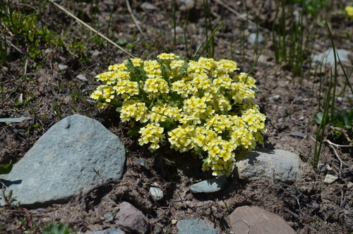 Chorispora macropoda