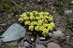 Chorispora macropoda