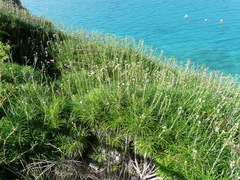 Ptilostemon chamaepeuce