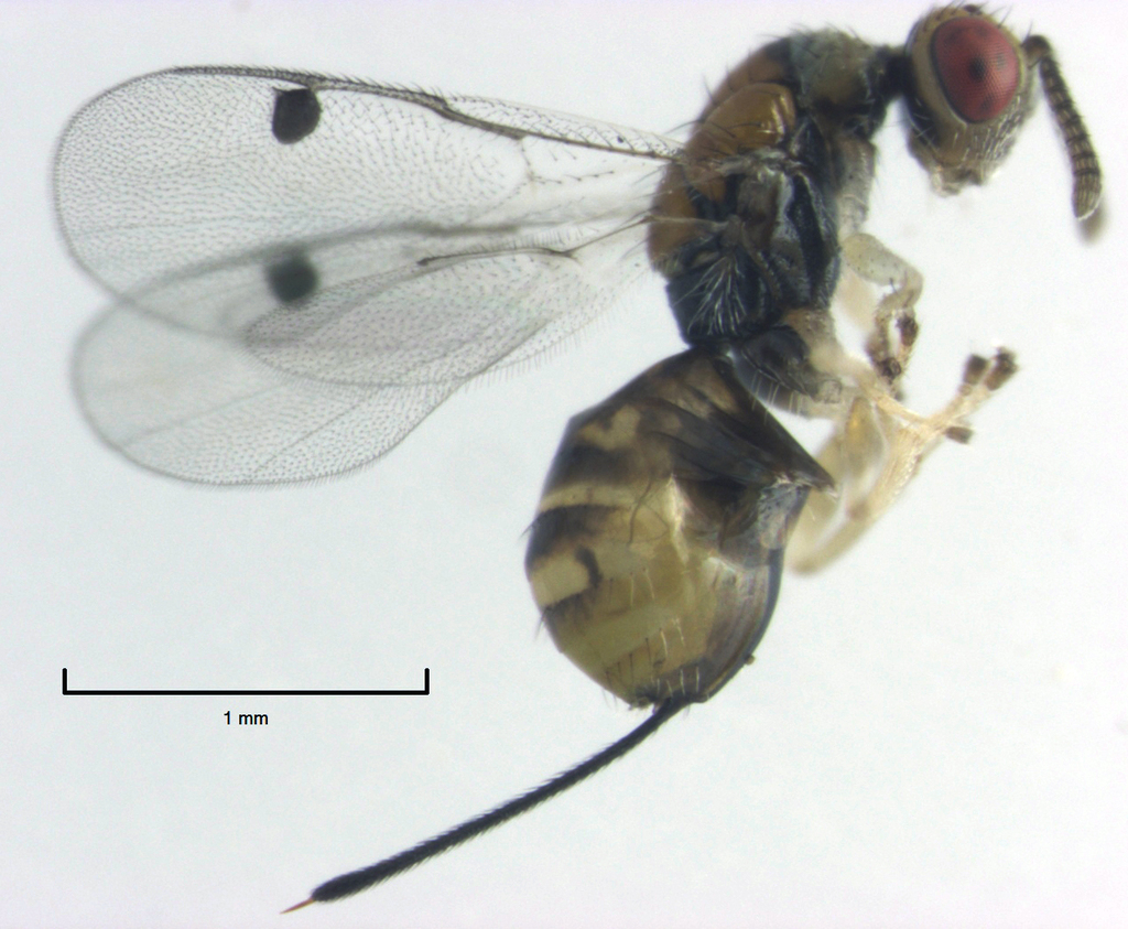 Megastigmidae