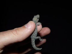 Mediodactylus kotschyi