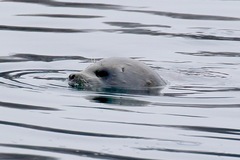 Pusa hispida ochotensis