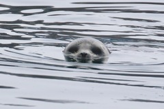 Pusa hispida ochotensis