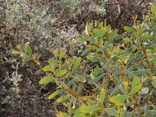 Mallee Golden Wattle (Acacia notabilis)