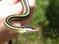 Thamnophis saurita septentrionalis