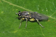Solva marginata