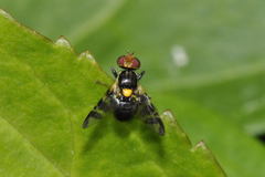 Rhagoletis cerasi
