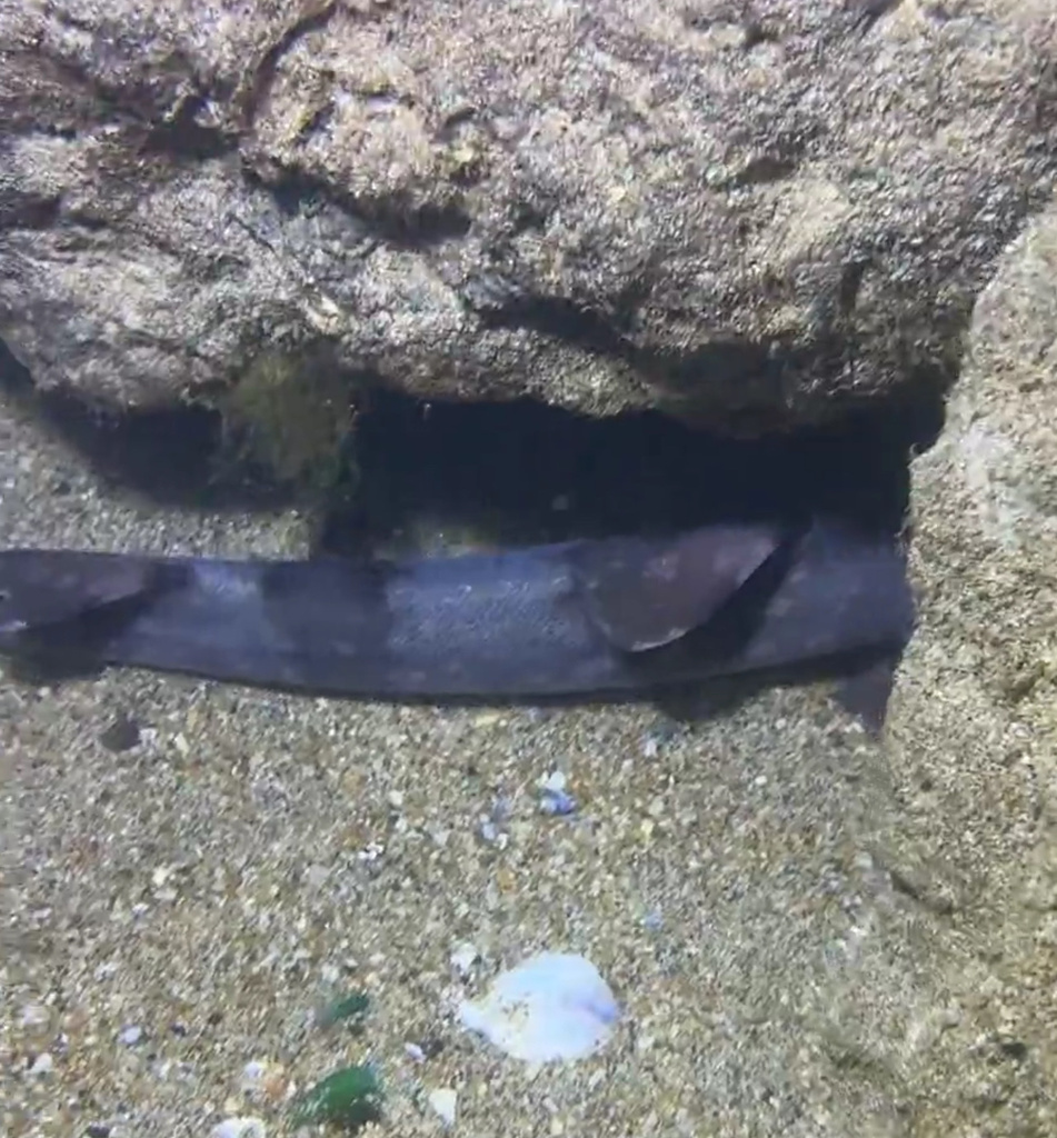 Requin-chabot taches blanches (Chiloscyllium plagiosum)
