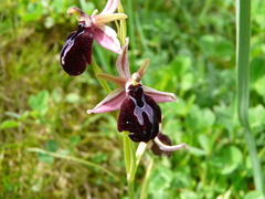 Ophrys sphegodes spruneri