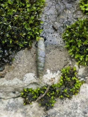 Formosana magnaciana