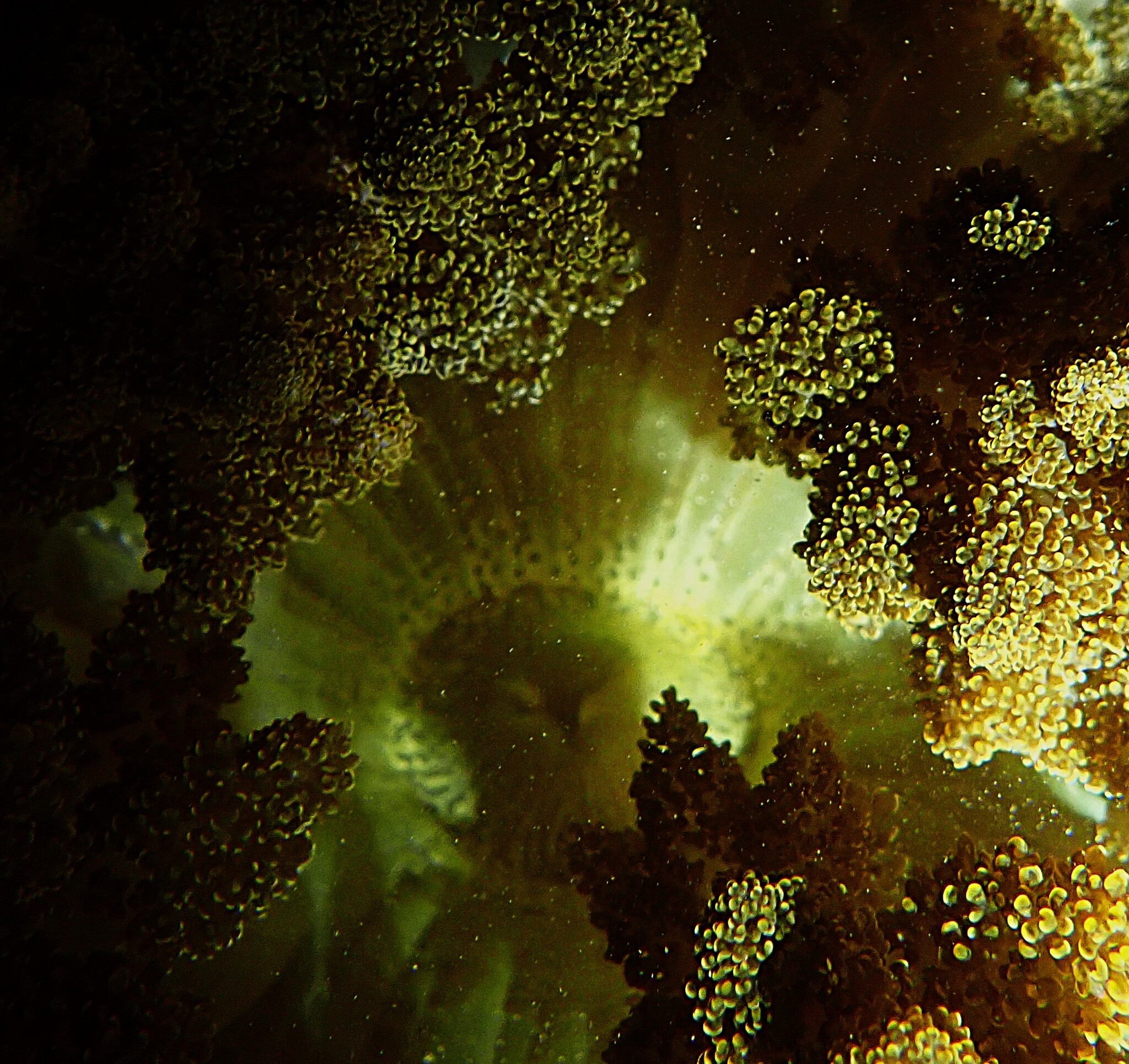 Actinodendron arboreum (Quoy & Gaimard, 1833)