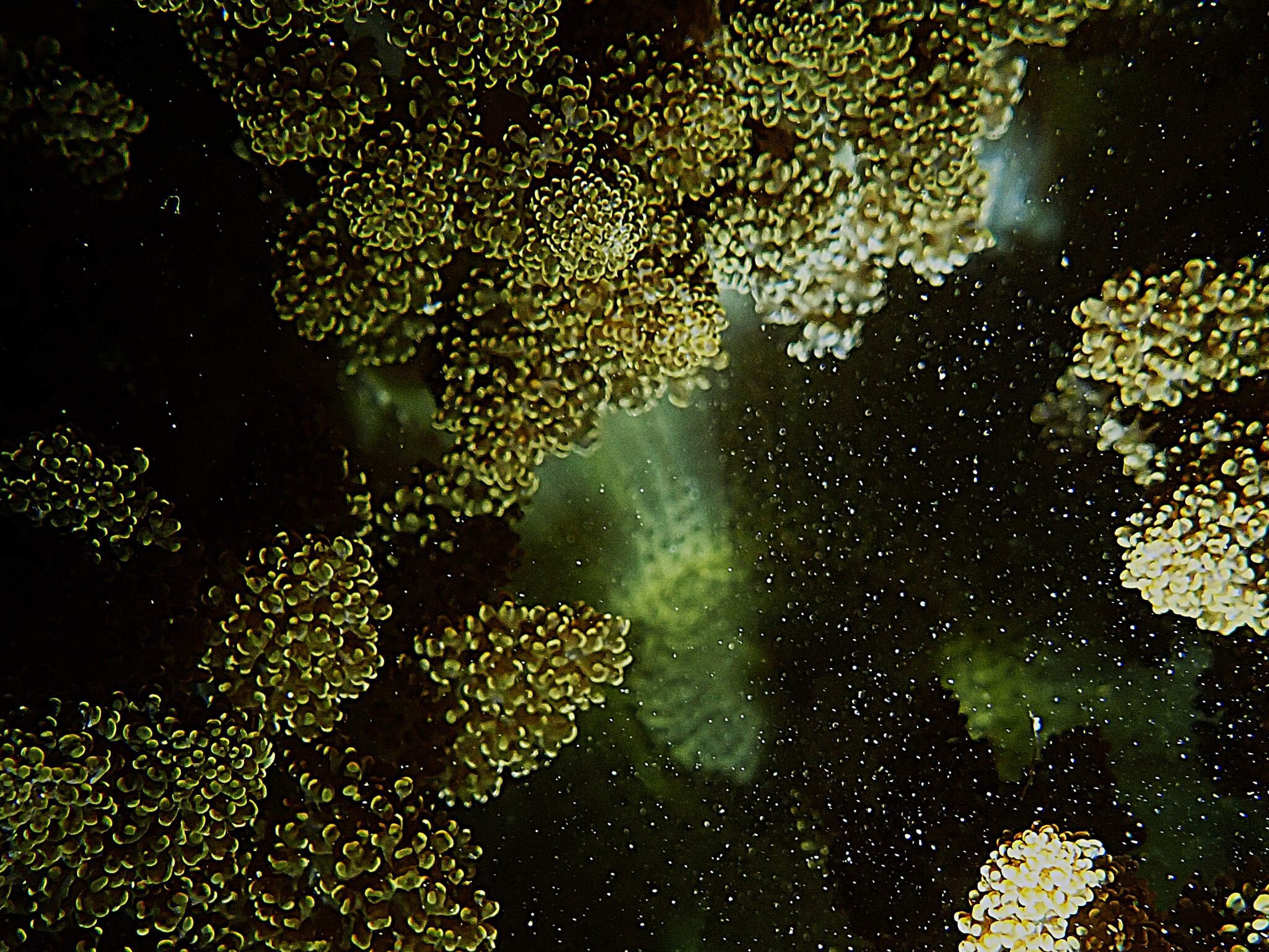 Actinodendron arboreum (Quoy & Gaimard, 1833)