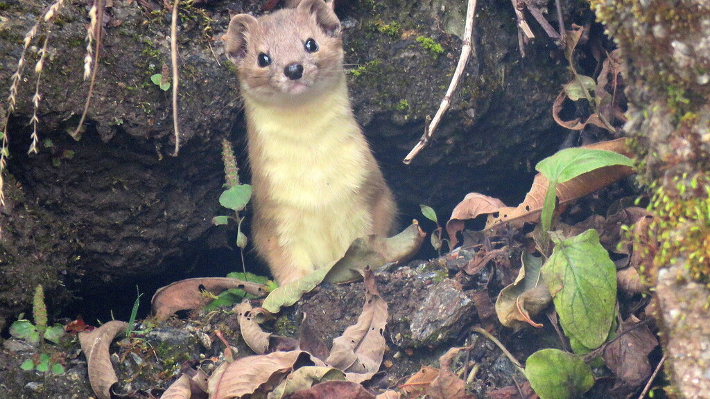 Mountain Weasel in October 2025 by Deepa Mohan. Siberian Weasel, Sikkim ...