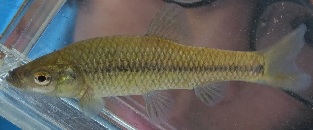 Moroco (Pseudorasbora pumila) — Cyprinidae